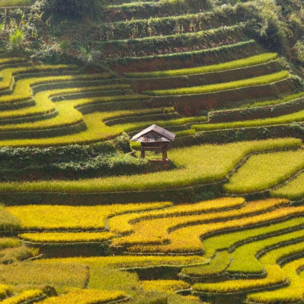 Backpacken in Indonesië - Rijstvelden